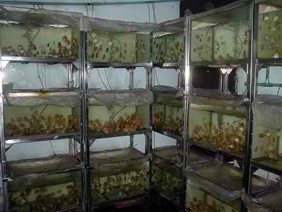 wholesale tropical fish to the public